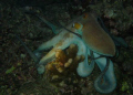  Octopus shot during sunset dive Similan Island. Island  